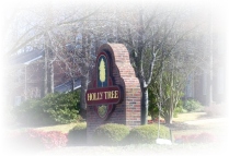 Holly Tree
